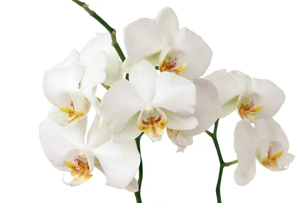 Witte bloemen van de orchidee — Stockfoto