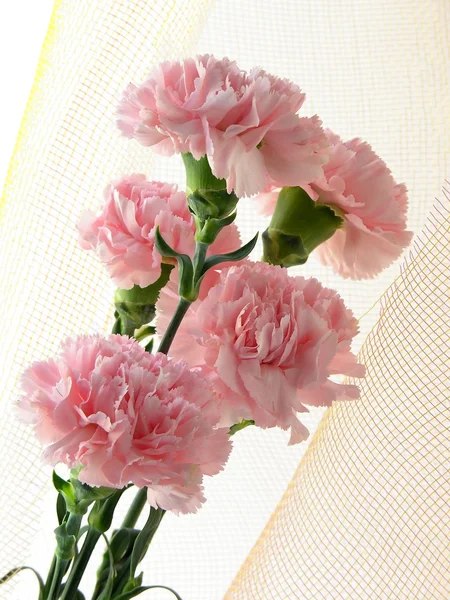 stock image Posy of pink carnations