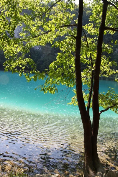 Agua limpia y transparente del lago en el Parque Nacional Croata de Plitvice — Foto de Stock