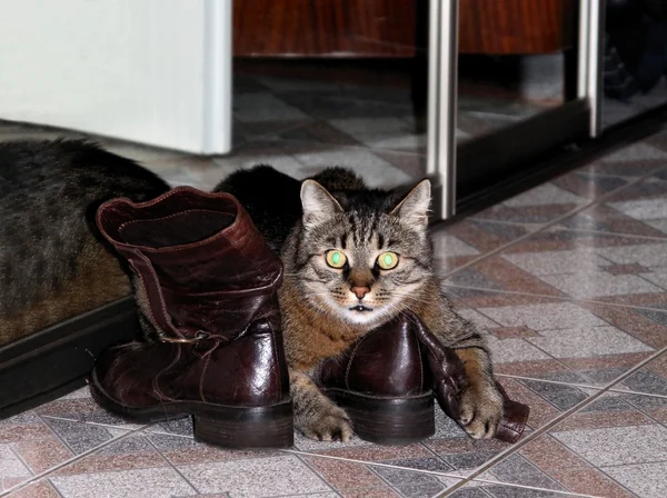 灰色の猫と靴 — ストック写真