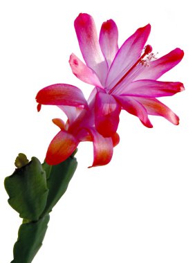 Pink flower of Schlumberger succulent plant clipart