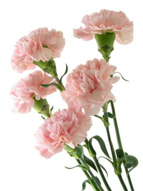 Pink carnations clipart