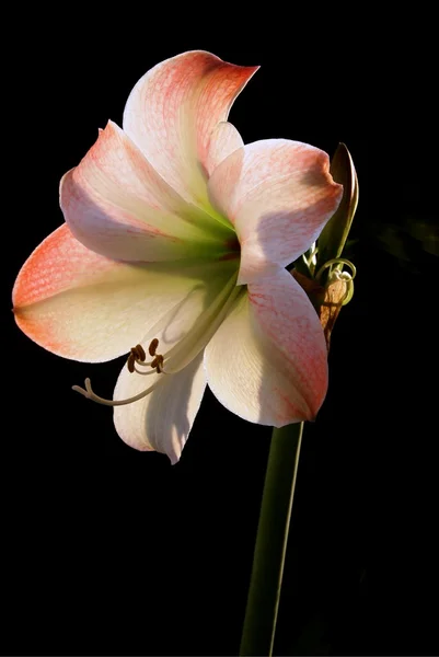 Roze bloem van amaryllis — Stockfoto