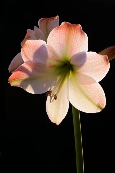 Rosa Blume der Amaryllis — Stockfoto