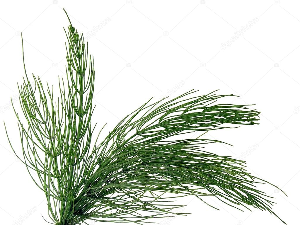Horsetail herb as natural medicine