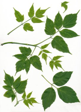 Leaves of acer negundo clipart