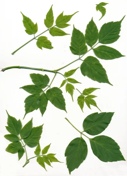 Leaves of acer negundo — Stock Photo, Image