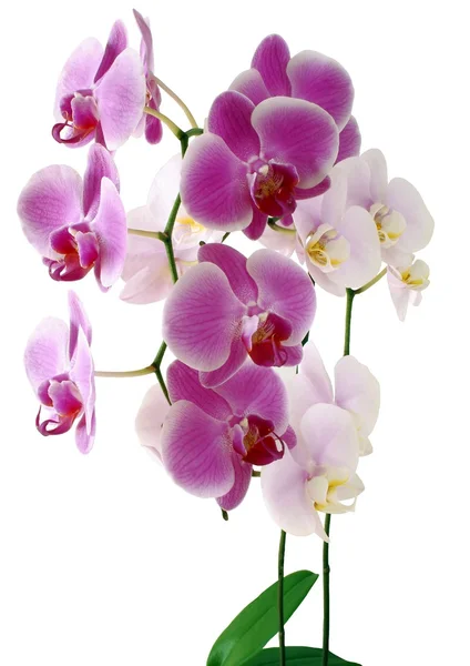 Rosa och lila orkidéer — Stockfoto