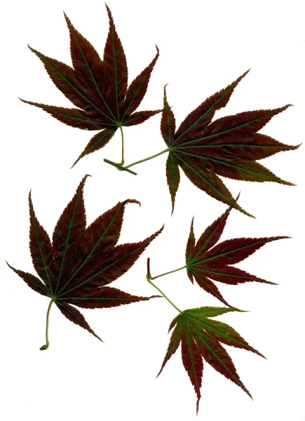 Пурпурные листья японского клена — стоковое фото