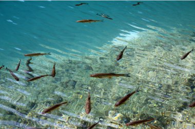 Balık temiz suda şeffaf: plitvice Milli Parkı içinde