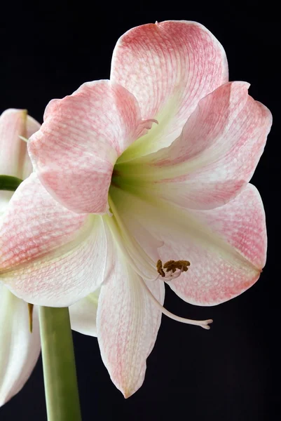Rosa Blüte der Amaryllis Topfpflanze — Stockfoto