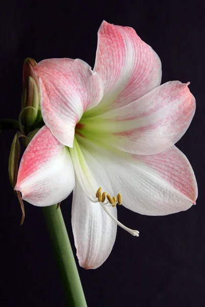 Roze bloem van amaryllis potplant — Stockfoto