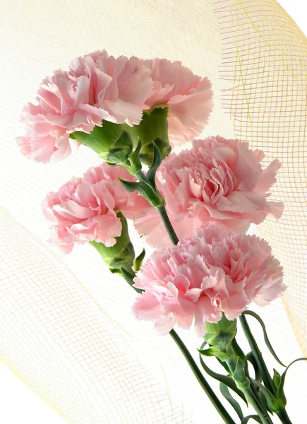 Posy de claveles rosados — Foto de Stock