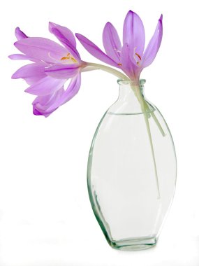 Lila colchicum flowers in glass phial clipart