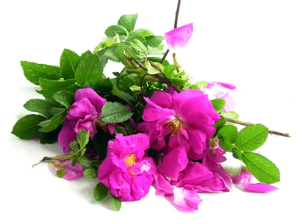 Rosa perfumada rosa com pétalas comestíveis — Fotografia de Stock