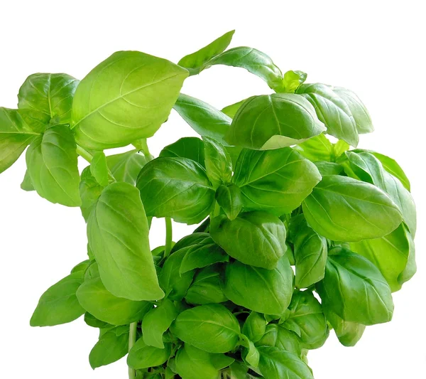 Green leaves of basil herb — Stock Photo, Image