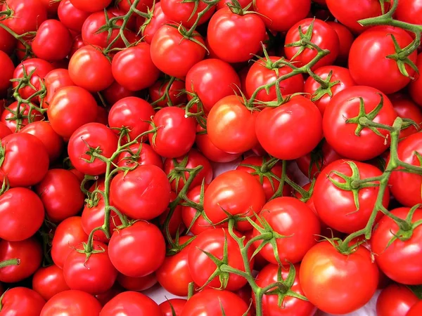 Klastry czerwone pomidory — Zdjęcie stockowe