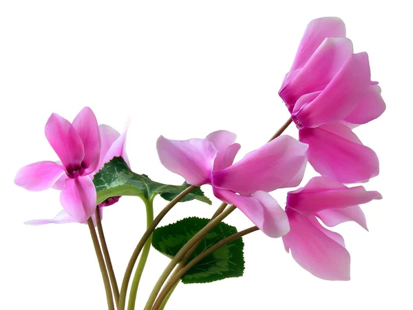 Cyclamens różowy — Zdjęcie stockowe