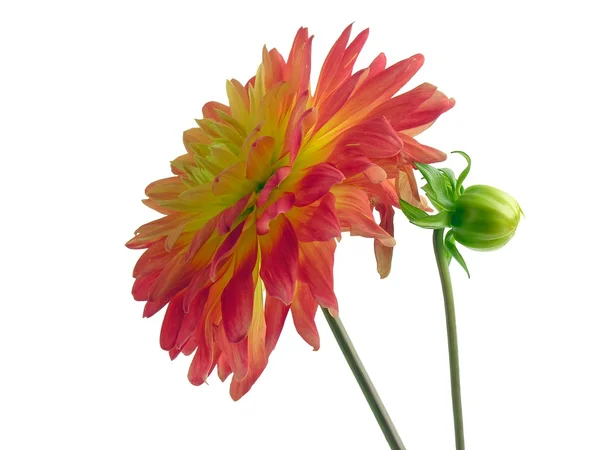 Fiore rosso di dalia — Foto Stock