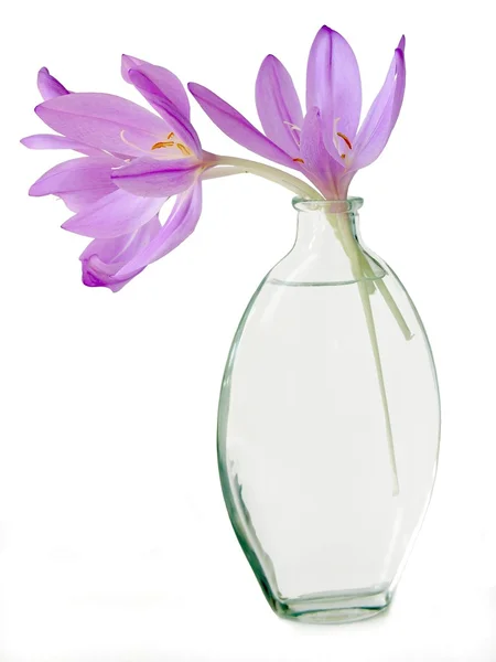 Lila colchicum blommor i glas flaska — Stockfoto