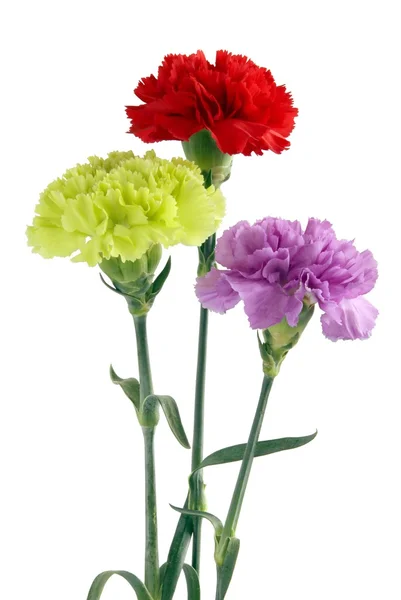 Multicolor carnations — Stock Photo, Image