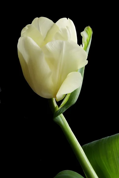 Biały tulipan na czarnym tle — Zdjęcie stockowe