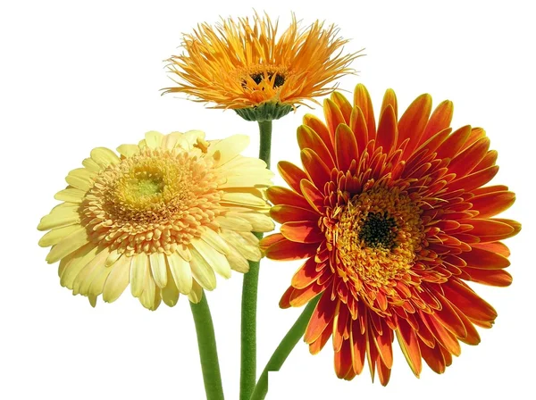 Tre fiori di gerbere — Foto Stock