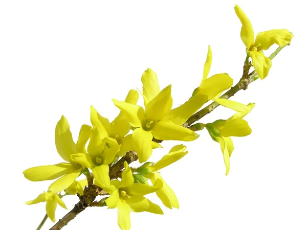 Flores de primavera amarelas de forsithia arbusto — Fotografia de Stock