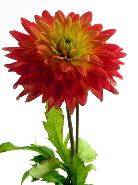 Red flower of dahlia — Stock Photo, Image