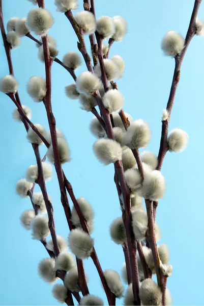 Willow katjes voor Pasen — Stockfoto