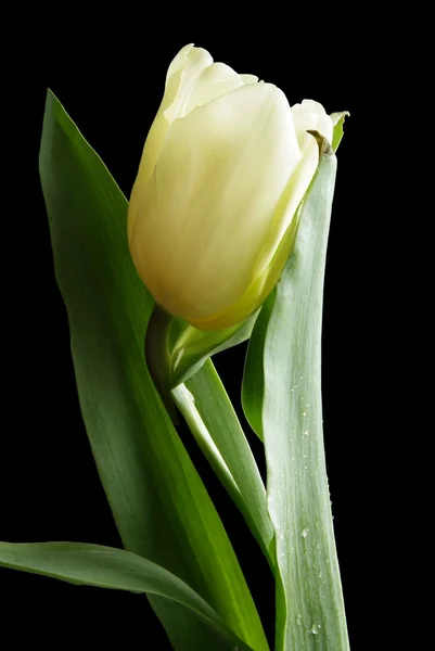 stock image White tulip