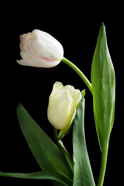 Stock image White tulips on black background