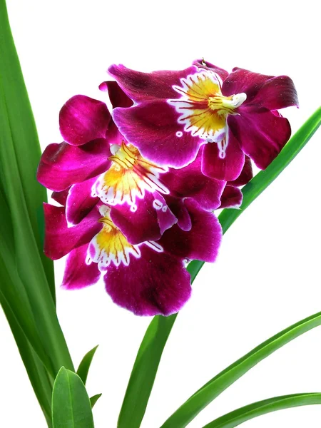 Linda orquídea púrpura — Foto de Stock
