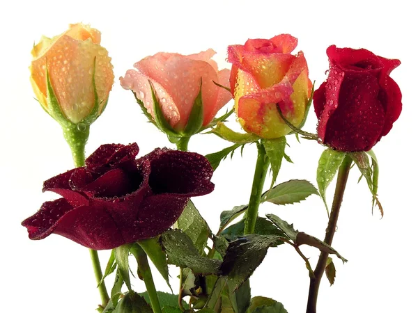 Многоцветные розы в позе — стоковое фото