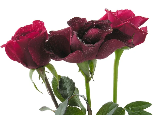 Lila und rote feuchte Rosen — Stockfoto