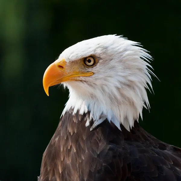 Águia Americana Fotografia De Stock