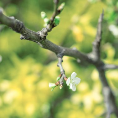 çiçek arka planda bir kolu yakın çekim