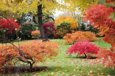 Autumn Japanese garden clipart