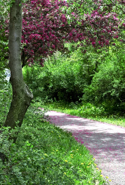A road in a spring park — Stock Photo, Image