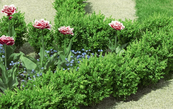 Geometrical flower bed — Stock Photo, Image