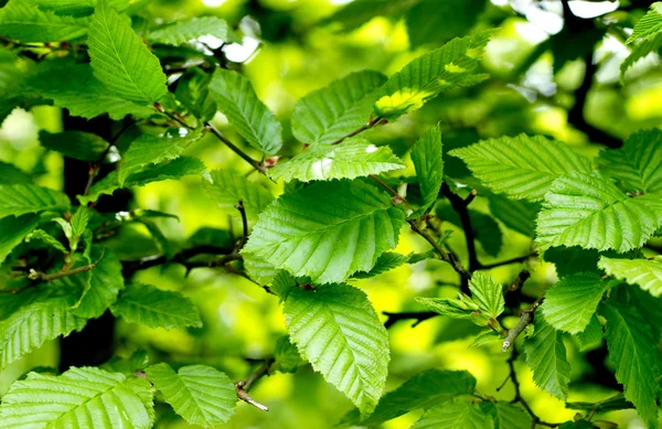 Zbliżenie zielony liści — Zdjęcie stockowe
