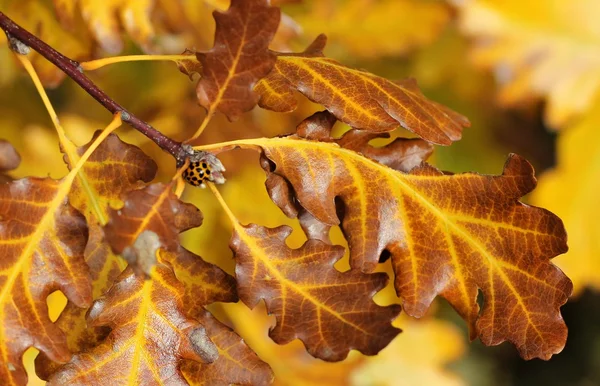 Gros plan sur les feuilles d'automne — Photo