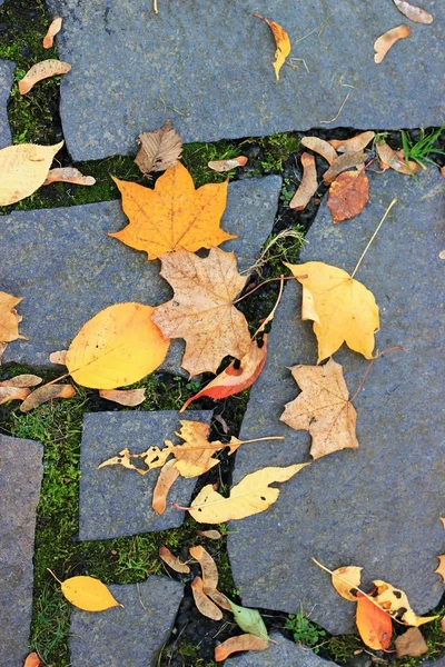 Осенние листья лежат на мощеной дороге — стоковое фото