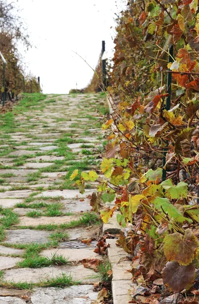 Kebun anggur di musim gugur — Stok Foto