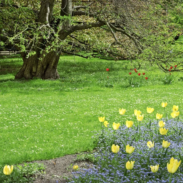 Tree and flower bed in a spring park — Stock Photo, Image