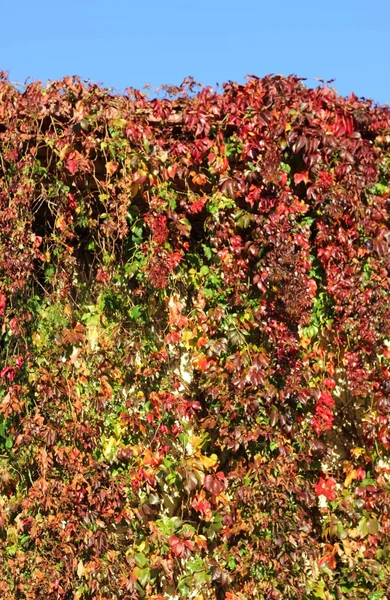 Закрыть осенние листья плюща — стоковое фото
