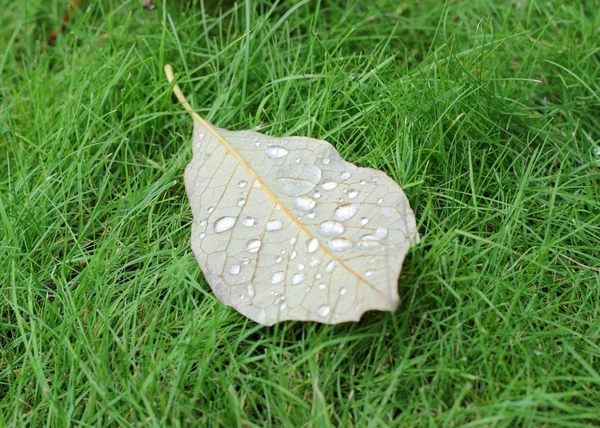 Autumn leaf on green grass — Stock Photo, Image