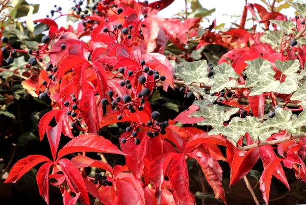 Bliska jesień liści bluszczu — Zdjęcie stockowe