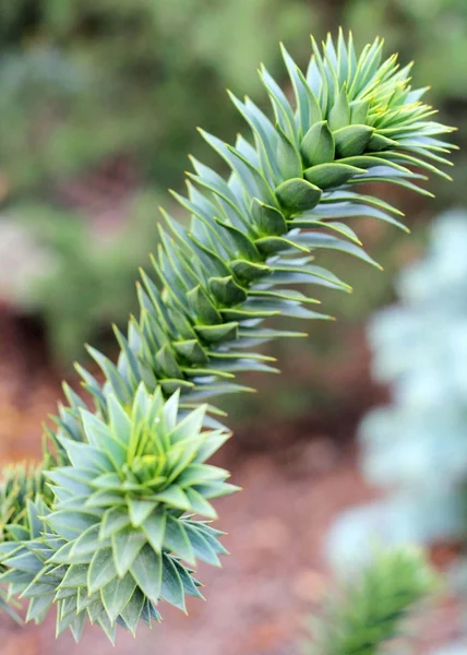 Primer plano de Araucaria araucana — Foto de Stock