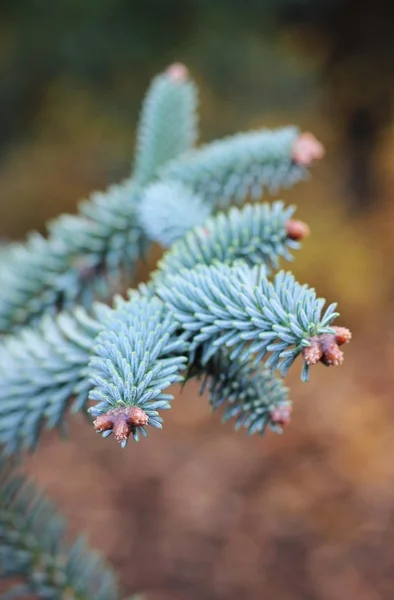Close up of Araucaria araucana — Stock Photo, Image
